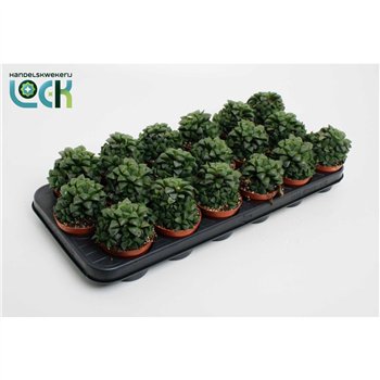 Haworthia Cymbiformis 15cm 8.5cm Q1042