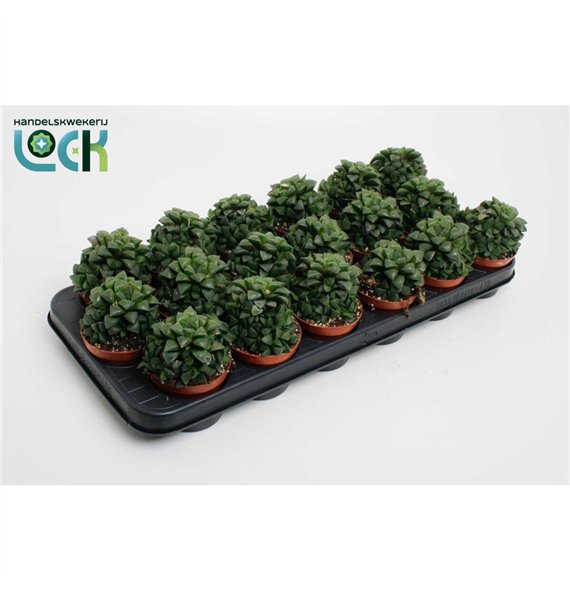 Haworthia Cymbiformis 15cm 8.5cm Q1042