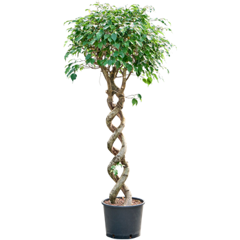 Fikus benjamina 'Exotica' 1FIBESS26