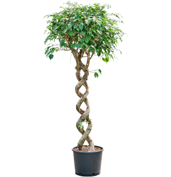 Fikus benjamina 'Exotica' 1FIBESS26