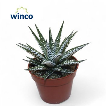 Haworthia alba 15cm 8.5cm Q1078