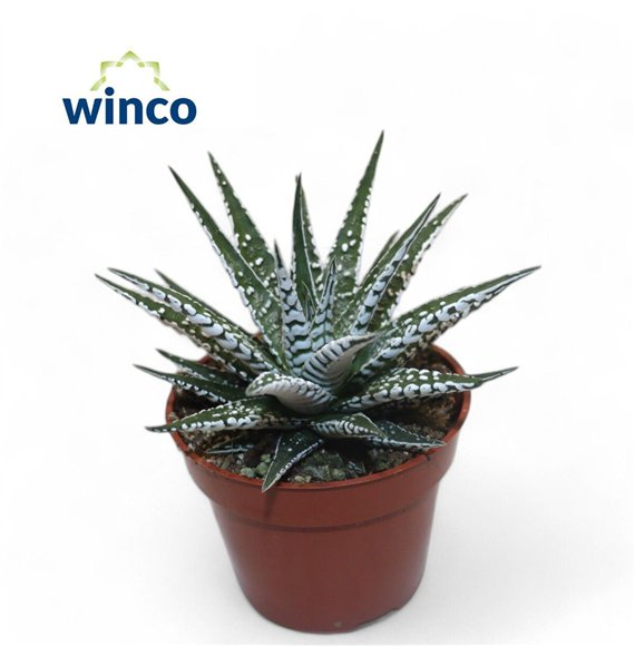 Haworthia alba 15cm 8.5cm Q1078