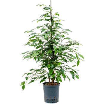 Fikus benjamina 'Exotica' 1FIBD1T18
