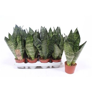 Taščin jezik - Sanseveria zeylanica compacta 30cm 9cm Q1096