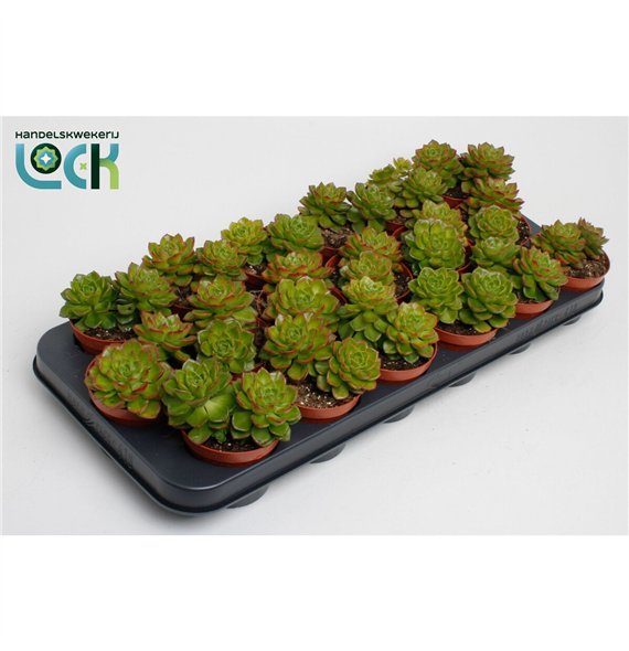 Echeveria affinis Afines 15cm 8.5cm Q1102