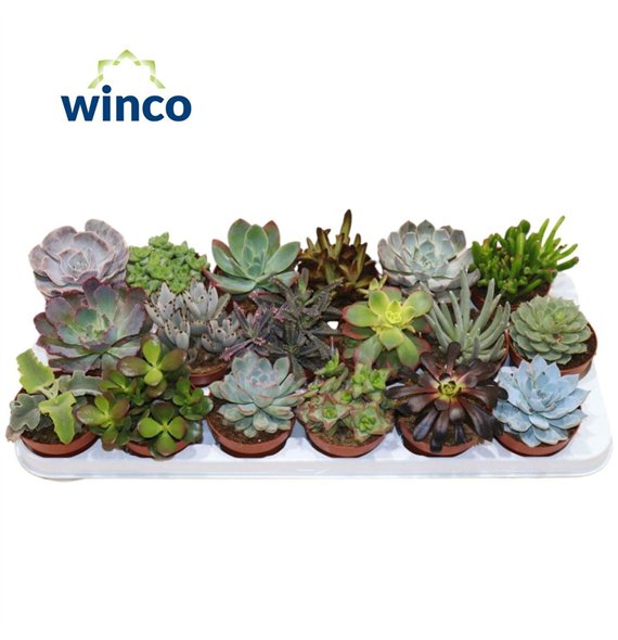 Sukulente Mix 21cm 8.5cm Q1109