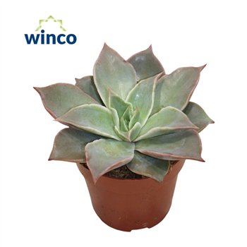 Echeveria Madibaoverige fl 15cm 8.5cm Q1131