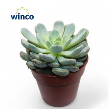 Echeveria Baenaoverige fl 10cm 8.5cm Q1134