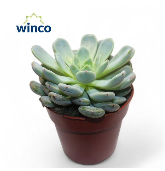 Echeveria Baenaoverige fl 10cm 8.5cm Q1134