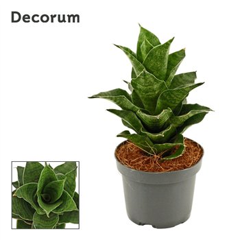 Taščin jezik - Sanseveria Mahanakorn 9cm Decorum 18cm 9cm Q1168