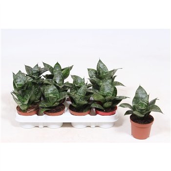 Taščin jezik - Sanseveria trifasciata hahnii Hahnii 18cm 9cm Q1185