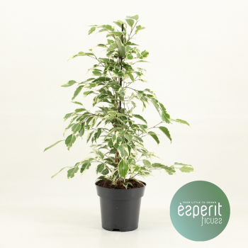 Fikus benjamina Twilight® F00001072