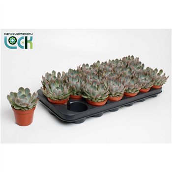 Echeveria Apus1 fl 15cm 8.5cm Q1188