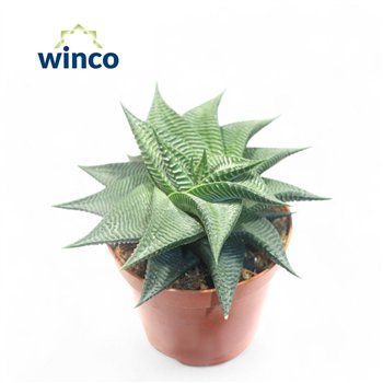 Haworthia limifolia Limifolia Twist 15cm 8.5cm Q1224