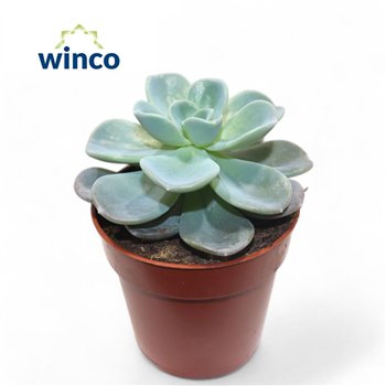 Echeveria Orpet8 fl 13cm 8.5cm Q1228