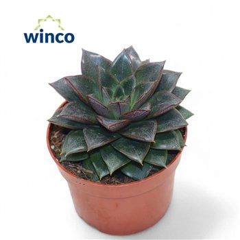 Echeveria Purpurea1 fl 10cm 8.5cm Q1229