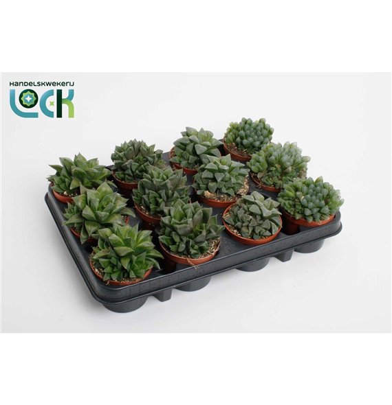 Haworthia Glasworthia Truncata mix 12cm 8.5cm Q1285