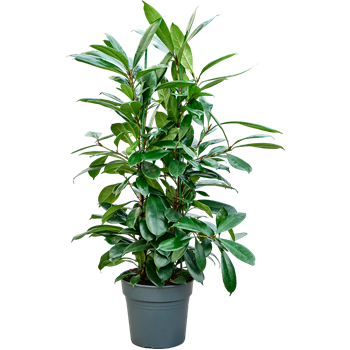 Fikus cyathistipula 4FICY2T29