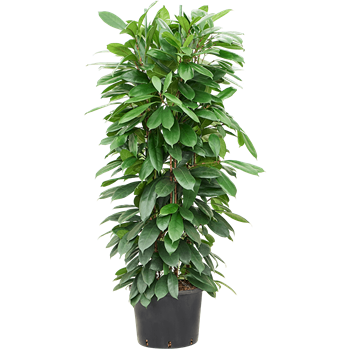 Fikus cyathistipula 1FICY4T32