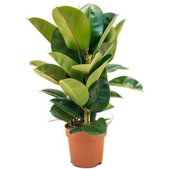 Fikus elastica 'Robusta' 4FIRO3T03