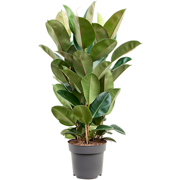 Fikus elastica 'Robusta' 4FIRO3T28