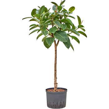 Fikus elastica 'Robusta' 1FIERRS36