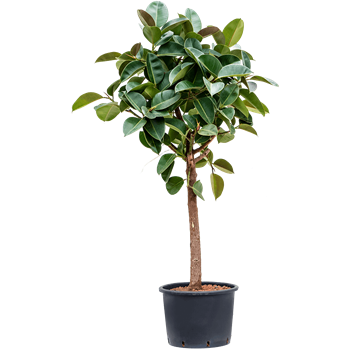 Fikus elastica 'Robusta' 1FIERRS35