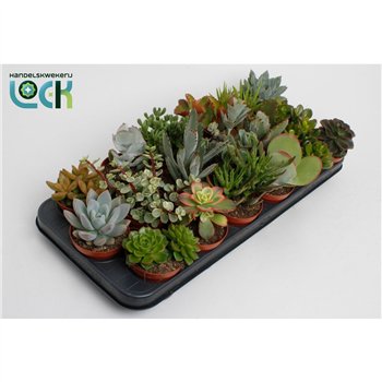 Sukulente mix Mix UK3 pp 13cm 8.5cm Q1625