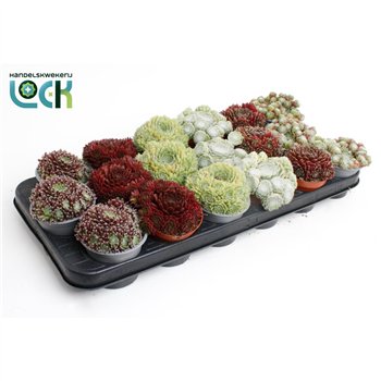 Sempervivum mix 10cm 8.5cm Q3135