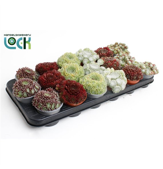 Sempervivum mix 10cm 8.5cm Q3135