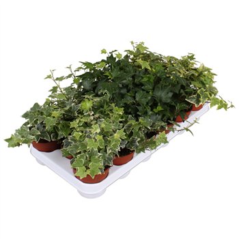Hedera helix mix gemengd5 0 - 7 4 cm pp 5cm 9cm Q3418