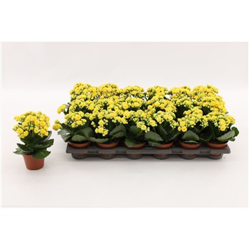Kalanhoja calandiva nolin Double Yellow  without sleeve1 pp 15cm 8cm Q3723