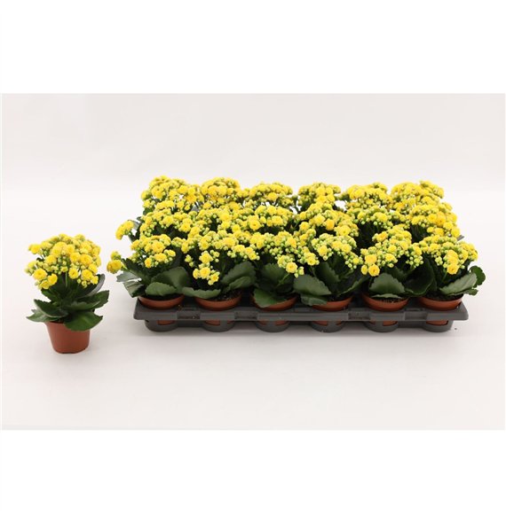 Kalanhoja calandiva nolin Double Yellow  without sleeve1 pp 15cm 8cm Q3723