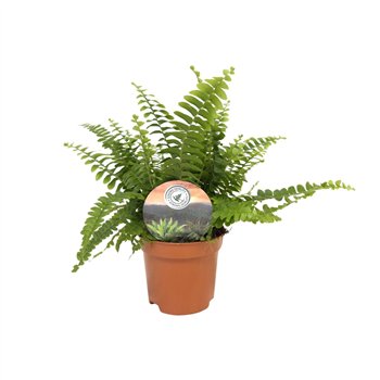Nephrolepis exaltata green lady 15cm 9cm Q3941