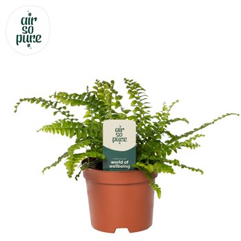 Nephrolepis exaltata green lady Air So Pure 15cm 9cm Q3948
