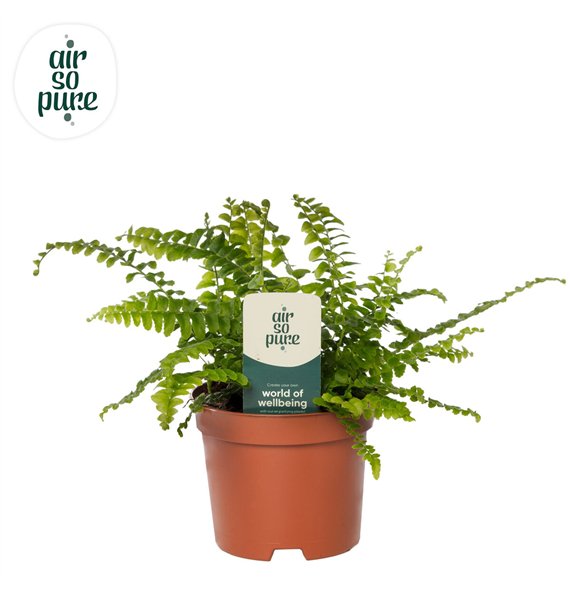 Nephrolepis exaltata green lady Air So Pure 15cm 9cm Q3948