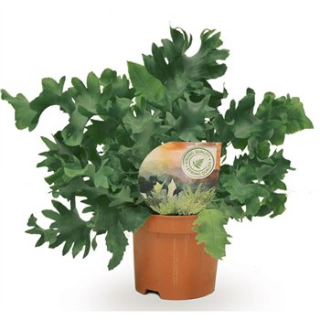 Phlebodium aureum davana 20cm 9cm Q4863