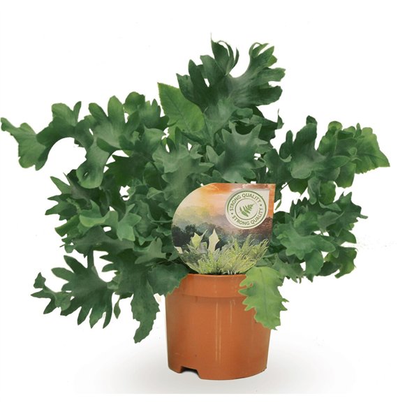 Phlebodium aureum davana 20cm 9cm Q4863