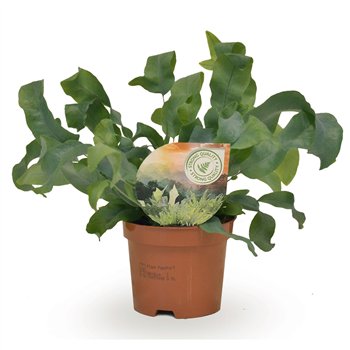 Phlebodium blue star 15cm 9cm Q4869