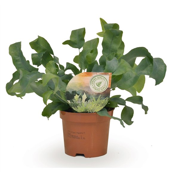 Phlebodium blue star 15cm 9cm Q4869