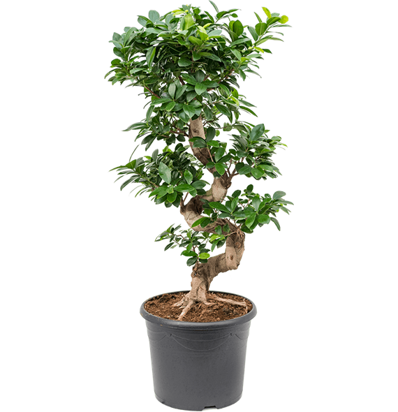 Fikus microcarpa 'Compacta' 4FIMIS157