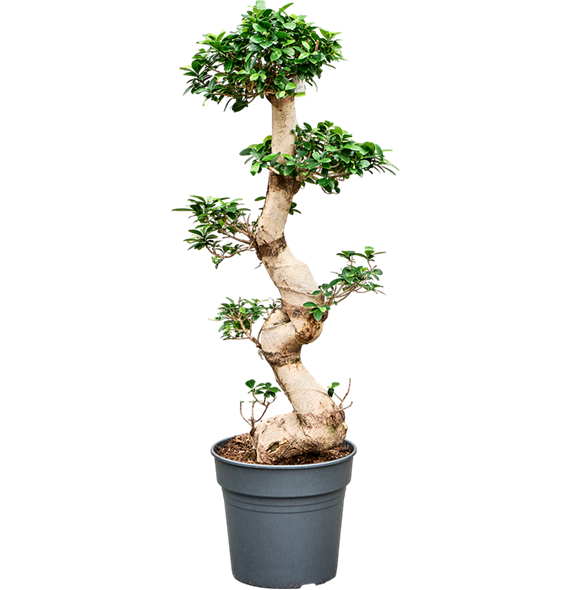 Fikus microcarpa 'Compacta' 4FIMIS008