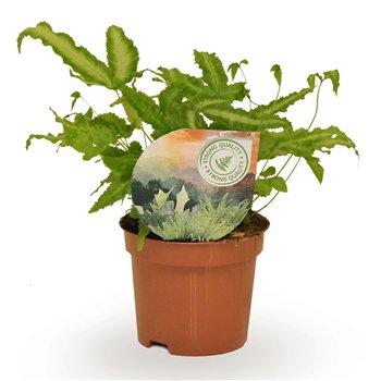 Pteris albolineata 15cm 9cm Q5058