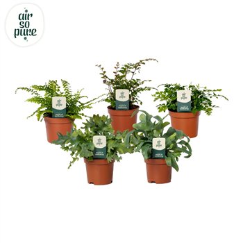 Varens mix Varenmix - Air So Pure 15cm 9cm Q5138