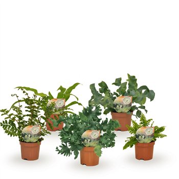 Varens mix Varenmix - minimaal 5 kinds 15cm 9cm Q5139