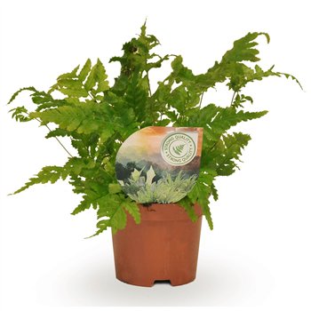 Dryopteris erythrosora 15cm 9cm Q5150