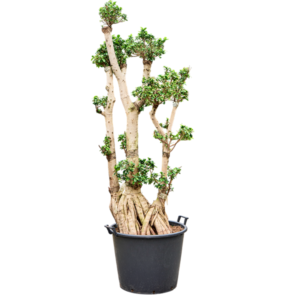 Fikus microcarpa 'Compacta' 4FIMIS095