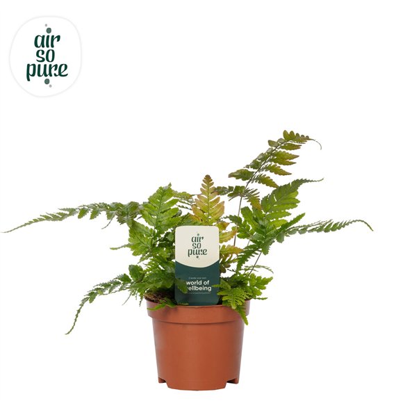 Dryopteris erythrosora - Air So Pure 15cm 9cm Q5163