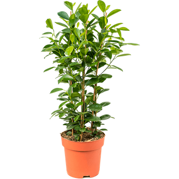 Fikus microcarpa 'Moclame' 4FIMOTU24