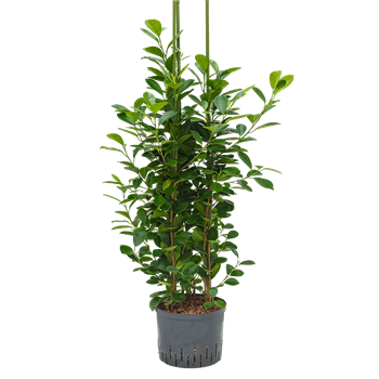 Fikus microcarpa 'Moclame' 1FIMO3T02